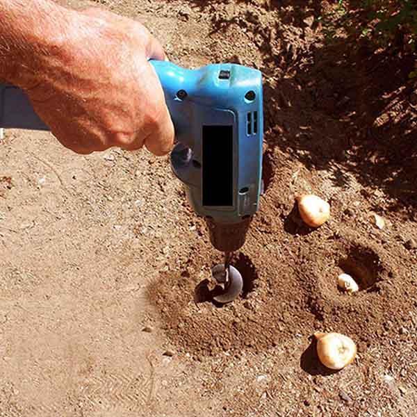 Spirallochbohrerpflanzung und Grasstopfenschnecken