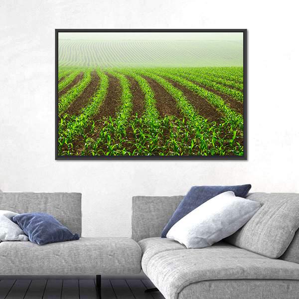 Rows Of Young Corn Plants On A Moist Field In A Misty Morning Canvas Wall Art-3 Horizontal-Gallery Wrap-25" x 16"-Tiaracle