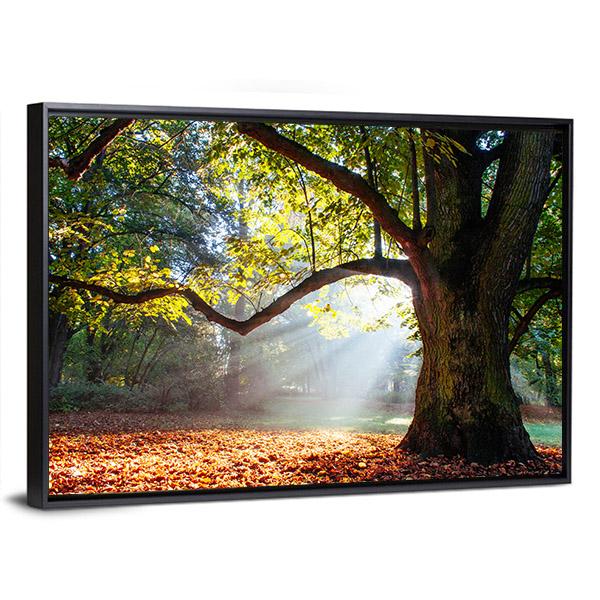 Mighty Oak Tree Canvas Wall Art-3 Horizontal-Gallery Wrap-25" x 16"-Tiaracle