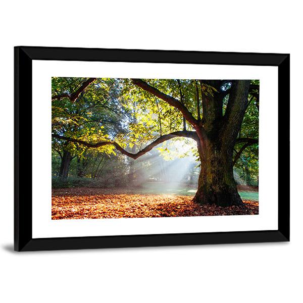 Mighty Oak Tree Canvas Wall Art-3 Horizontal-Gallery Wrap-25" x 16"-Tiaracle