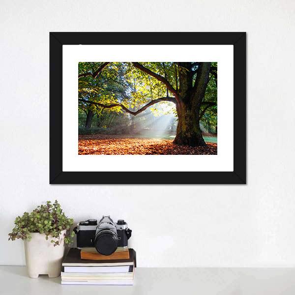 Mighty Oak Tree Canvas Wall Art-3 Horizontal-Gallery Wrap-25" x 16"-Tiaracle