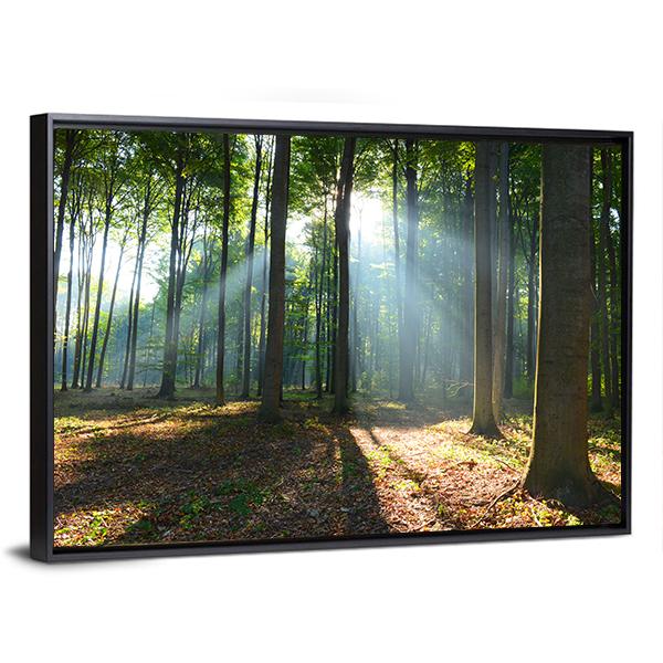 Morning In The Forest Canvas Wall Art-3 Horizontal-Gallery Wrap-25" x 16"-Tiaracle