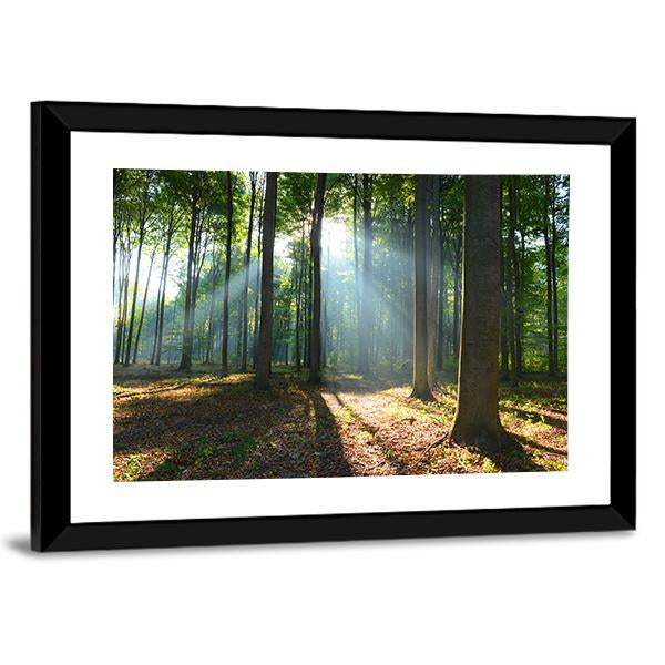 Morning In The Forest Canvas Wall Art-3 Horizontal-Gallery Wrap-25" x 16"-Tiaracle