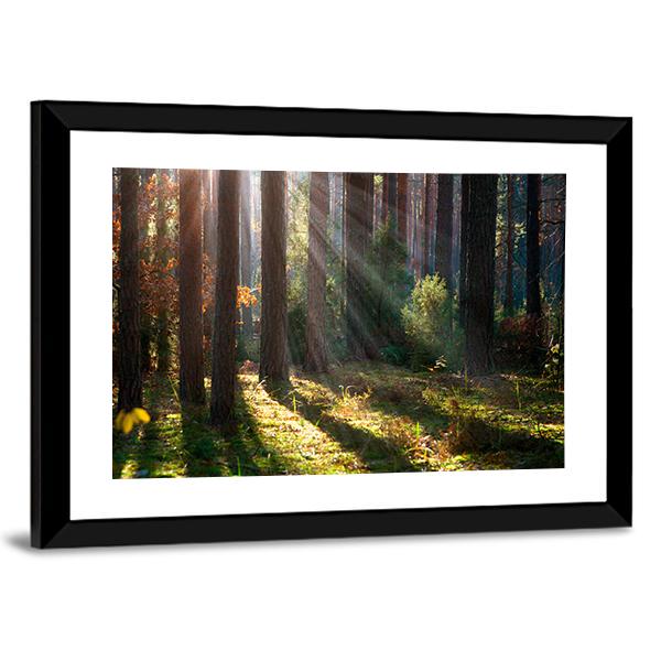 Old Autumn Forest Canvas Wall Art-3 Horizontal-Gallery Wrap-25" x 16"-Tiaracle