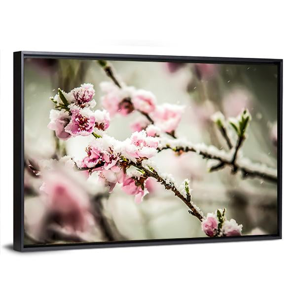 Peach Blossom Covered In Snow Canvas Wall Art-3 Horizontal-Gallery Wrap-25" x 16"-Tiaracle