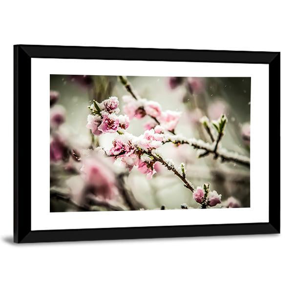 Peach Blossom Covered In Snow Canvas Wall Art-3 Horizontal-Gallery Wrap-25" x 16"-Tiaracle