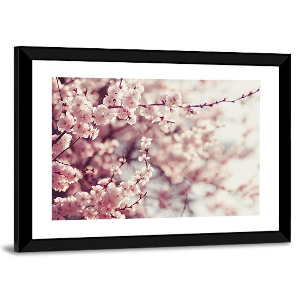 Pink Cherry Blossoms Flowers Canvas Wall Art-1 Piece-Framed Print-20" x 16"-Tiaracle