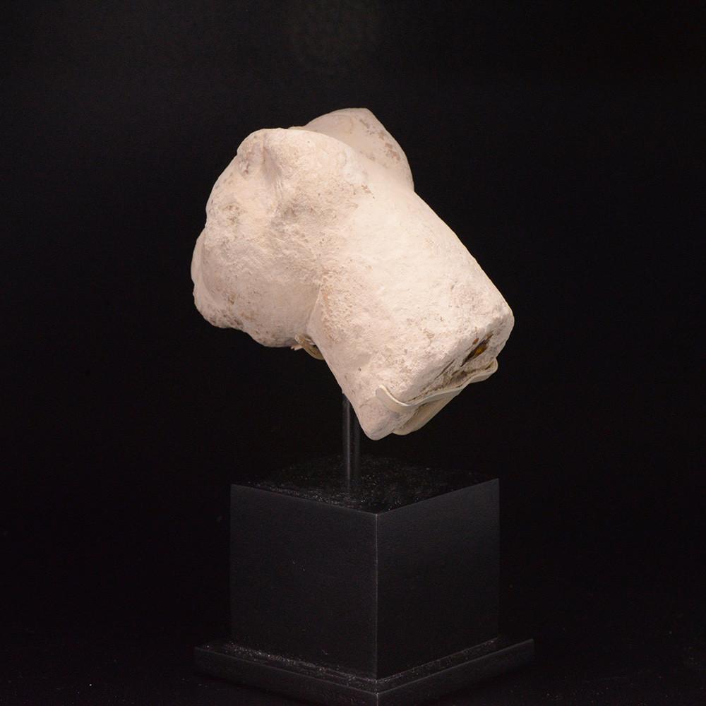 Ein ägyptischer Kalksteinkopf einer Katze, spätptolemäische Zeit, ca. 664 - 332 v. Chr.