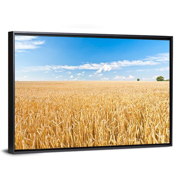 Ripe Wheat Field And Blue Sky With Clouds Canvas Wall Art-3 Horizontal-Gallery Wrap-25" x 16"-Tiaracle