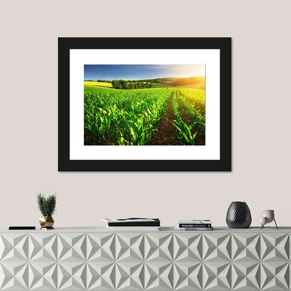 Rows Of Young Corn Plants On A Fertile Field Canvas Wall Art-1 Piece-Framed Print-20" x 16"-Tiaracle