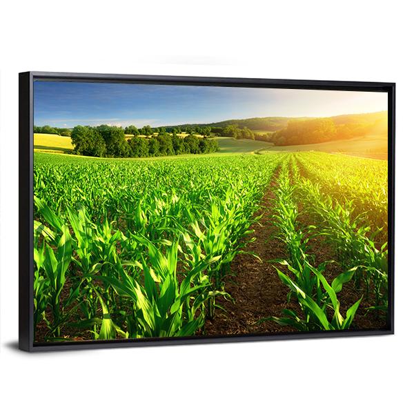 Rows Of Young Corn Plants On A Fertile Field Canvas Wall Art-3 Horizontal-Gallery Wrap-25" x 16"-Tiaracle