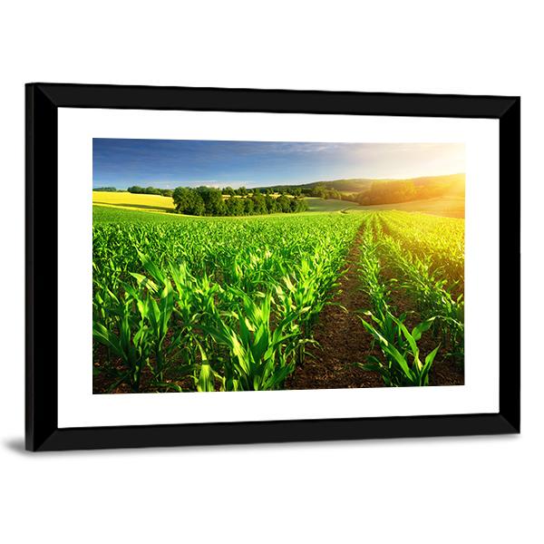 Rows Of Young Corn Plants On A Fertile Field Canvas Wall Art-3 Horizontal-Gallery Wrap-25" x 16"-Tiaracle