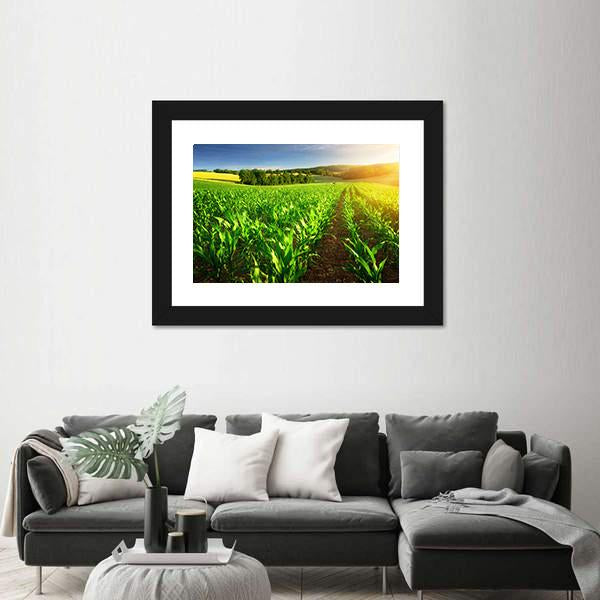 Rows Of Young Corn Plants On A Fertile Field Canvas Wall Art-3 Horizontal-Gallery Wrap-25" x 16"-Tiaracle