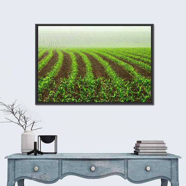 Rows Of Young Corn Plants On A Moist Field In A Misty Morning Canvas Wall Art-1 Piece-Floating Frame-24" x 16"-Tiaracle
