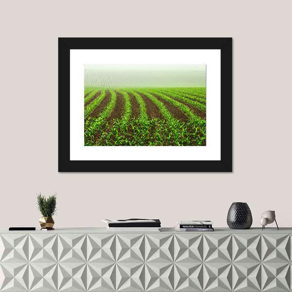 Rows Of Young Corn Plants On A Moist Field In A Misty Morning Canvas Wall Art-1 Piece-Framed Print-20" x 16"-Tiaracle