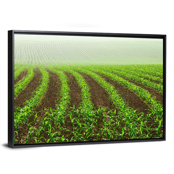 Rows Of Young Corn Plants On A Moist Field In A Misty Morning Canvas Wall Art-3 Horizontal-Gallery Wrap-25" x 16"-Tiaracle