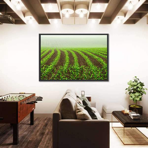 Rows Of Young Corn Plants On A Moist Field In A Misty Morning Canvas Wall Art-3 Horizontal-Gallery Wrap-25" x 16"-Tiaracle