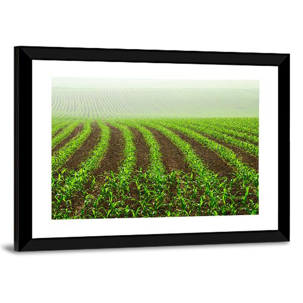 Rows Of Young Corn Plants On A Moist Field In A Misty Morning Canvas Wall Art-3 Horizontal-Gallery Wrap-25" x 16"-Tiaracle