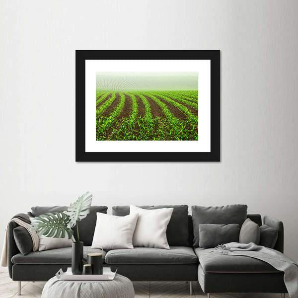 Rows Of Young Corn Plants On A Moist Field In A Misty Morning Canvas Wall Art-3 Horizontal-Gallery Wrap-25" x 16"-Tiaracle
