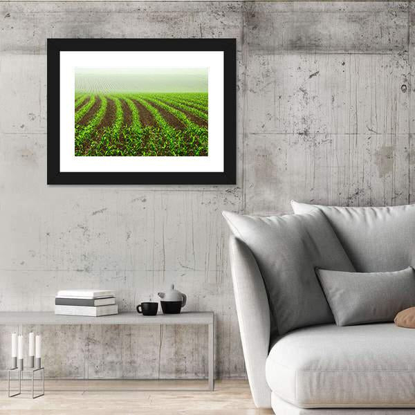 Rows Of Young Corn Plants On A Moist Field In A Misty Morning Canvas Wall Art-3 Horizontal-Gallery Wrap-25" x 16"-Tiaracle