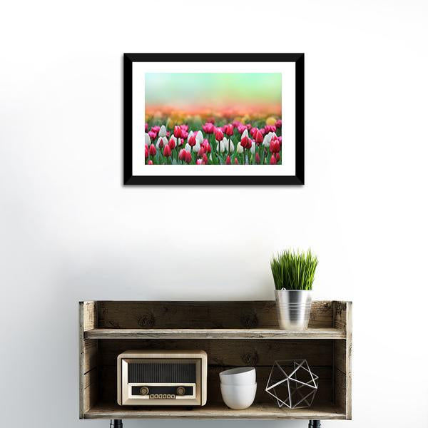 Beautiful Tulips Field Canvas Wall Art-1 Piece-Framed Print-20" x 16"-Tiaracle