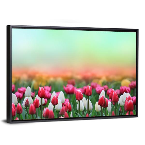 Beautiful Tulips Field Canvas Wall Art-3 Horizontal-Gallery Wrap-25" x 16"-Tiaracle