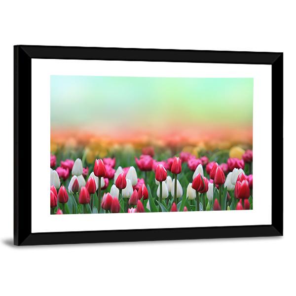 Beautiful Tulips Field Canvas Wall Art-3 Horizontal-Gallery Wrap-25" x 16"-Tiaracle