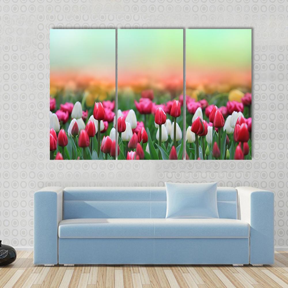 Beautiful Tulips Field Canvas Wall Art-3 Horizontal-Gallery Wrap-37" x 24"-Tiaracle