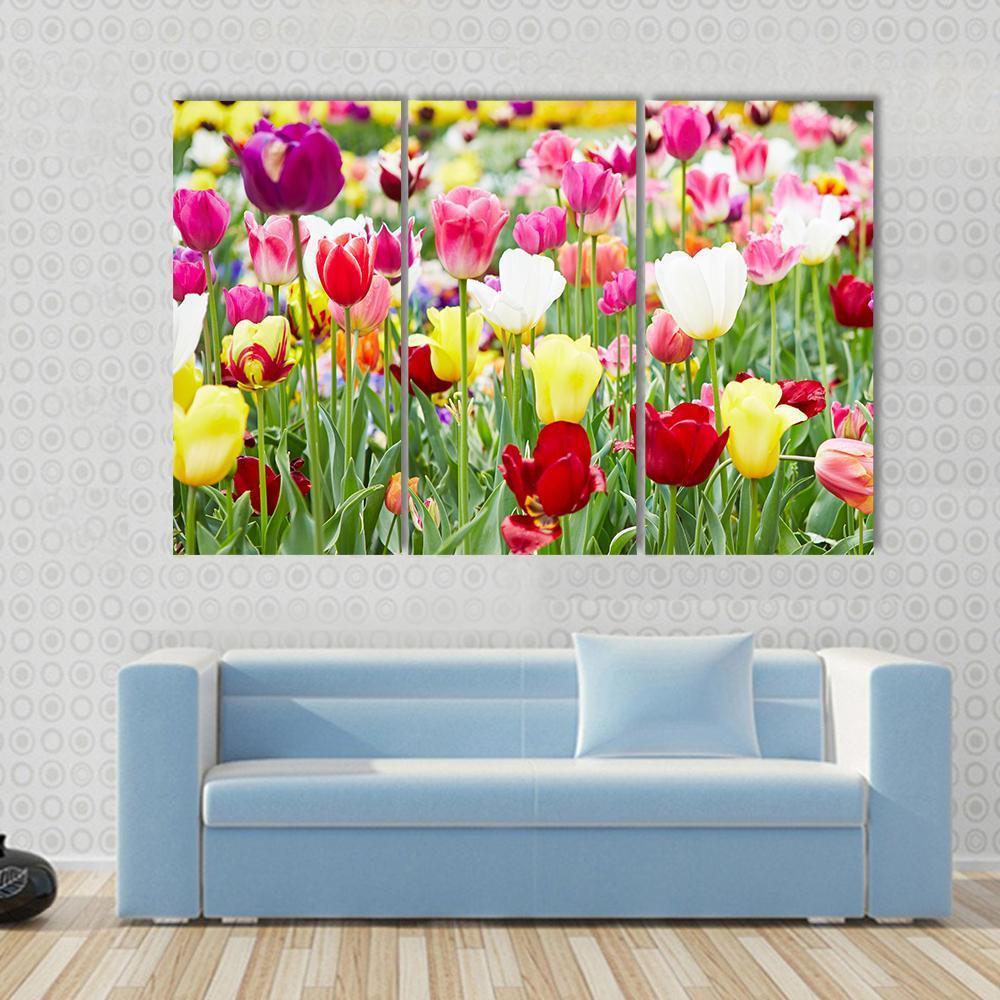 Blooming Tulips Canvas Wall Art-3 Horizontal-Gallery Wrap-37" x 24"-Tiaracle