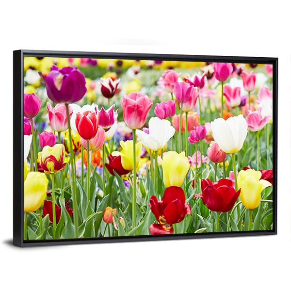 Blooming Tulips Canvas Wall Art-3 Horizontal-Gallery Wrap-25" x 16"-Tiaracle