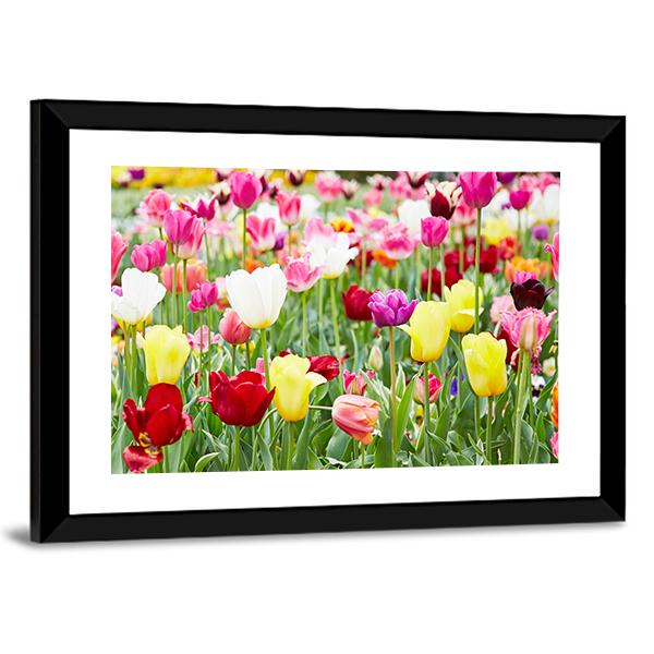 Blooming Tulips Canvas Wall Art-3 Horizontal-Gallery Wrap-25" x 16"-Tiaracle