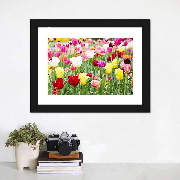 Blooming Tulips Canvas Wall Art-1 Piece-Framed Print-20" x 16"-Tiaracle