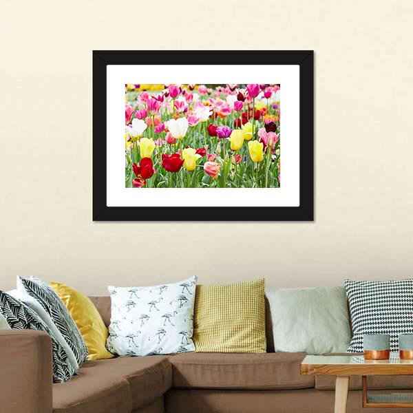 Blooming Tulips Canvas Wall Art-3 Horizontal-Gallery Wrap-25" x 16"-Tiaracle