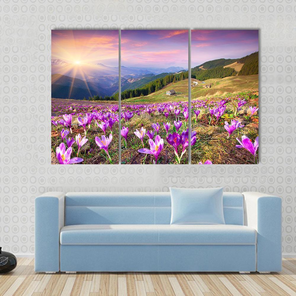 Blossom Of Crocuses Canvas Wall Art-3 Horizontal-Gallery Wrap-37" x 24"-Tiaracle