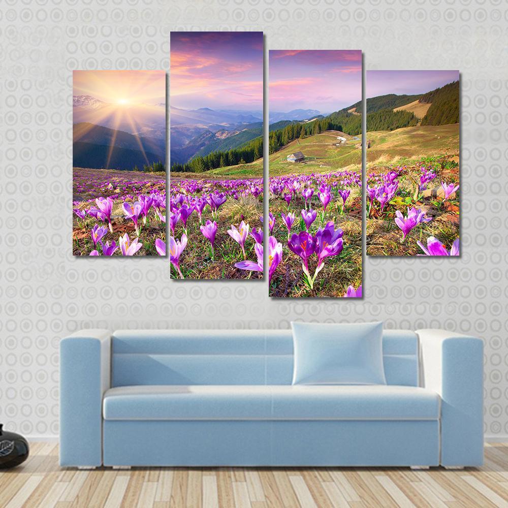 Blossom Of Crocuses Canvas Wall Art-4 Pop-Gallery Wrap-50" x 32"-Tiaracle