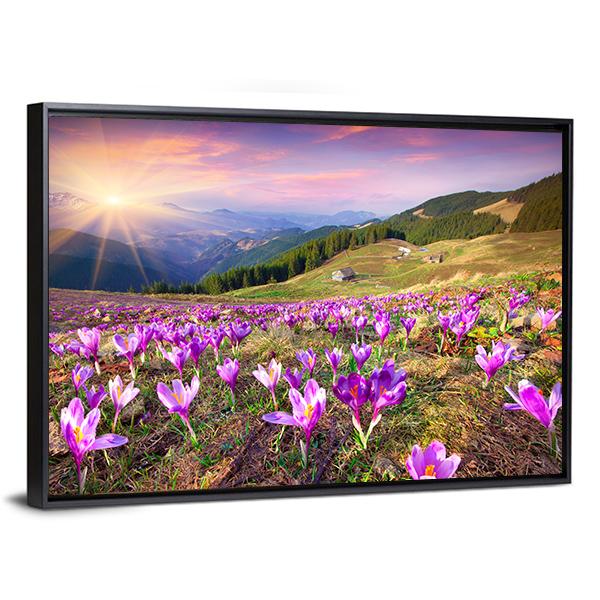 Blossom Of Crocuses Canvas Wall Art-3 Horizontal-Gallery Wrap-25" x 16"-Tiaracle