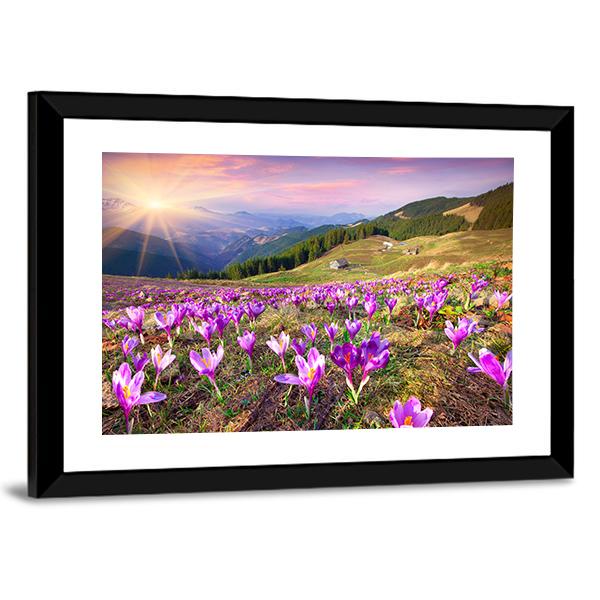 Blossom Of Crocuses Canvas Wall Art-3 Horizontal-Gallery Wrap-25" x 16"-Tiaracle