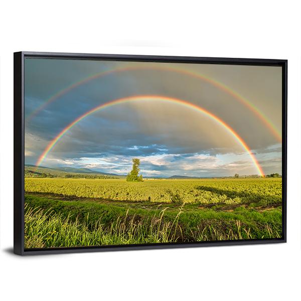 Blueberry Field Under Rainbow Canvas Wall Art-3 Horizontal-Gallery Wrap-25" x 16"-Tiaracle