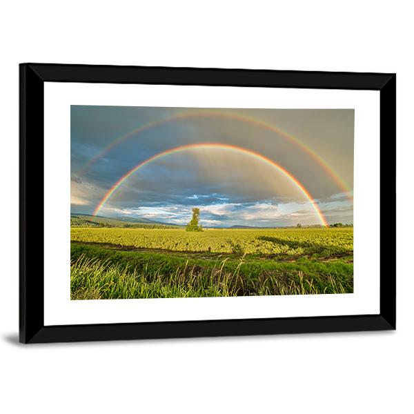 Blueberry Field Under Rainbow Canvas Wall Art-3 Horizontal-Gallery Wrap-25" x 16"-Tiaracle