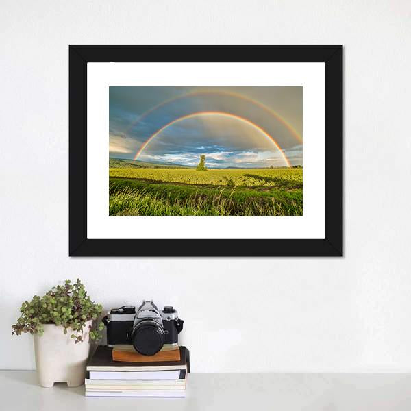 Blueberry Field Under Rainbow Canvas Wall Art-1 Piece-Framed Print-20" x 16"-Tiaracle