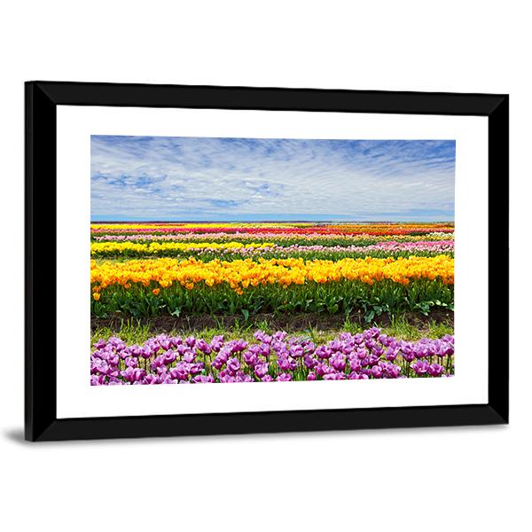 Colorful Tulips Canvas Wall Art-3 Horizontal-Gallery Wrap-25" x 16"-Tiaracle