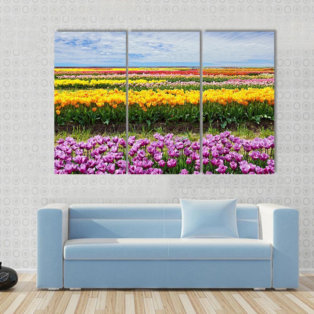 Colorful Tulips Canvas Wall Art-3 Horizontal-Gallery Wrap-37" x 24"-Tiaracle