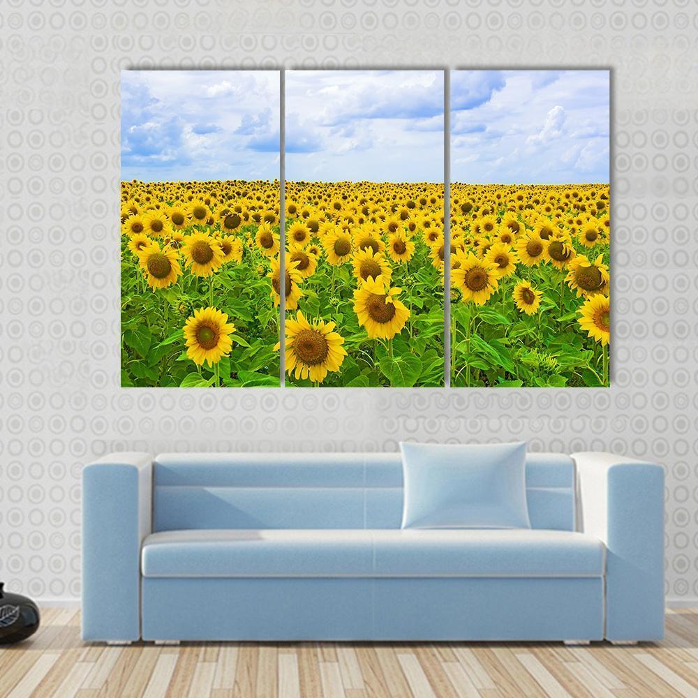 Field Of Sunflower Canvas Wall Art-3 Horizontal-Gallery Wrap-37" x 24"-Tiaracle