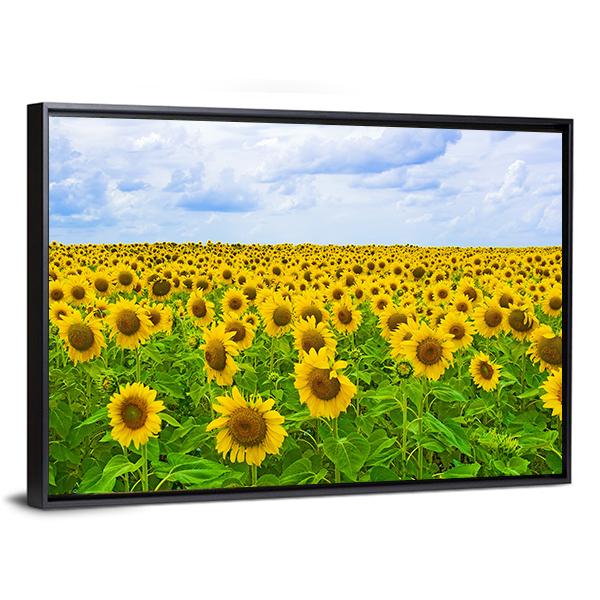 Field Of Sunflower Canvas Wall Art-3 Horizontal-Gallery Wrap-25" x 16"-Tiaracle