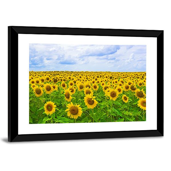 Field Of Sunflower Canvas Wall Art-3 Horizontal-Gallery Wrap-25" x 16"-Tiaracle