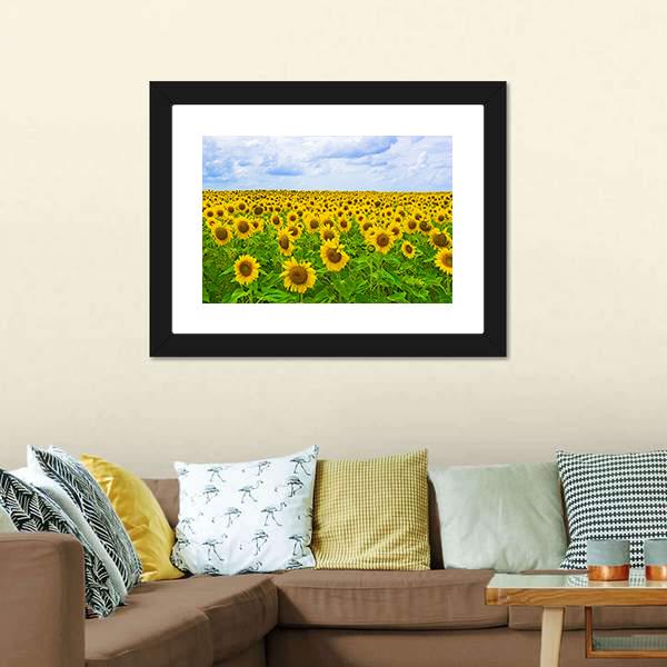 Field Of Sunflower Canvas Wall Art-3 Horizontal-Gallery Wrap-25" x 16"-Tiaracle