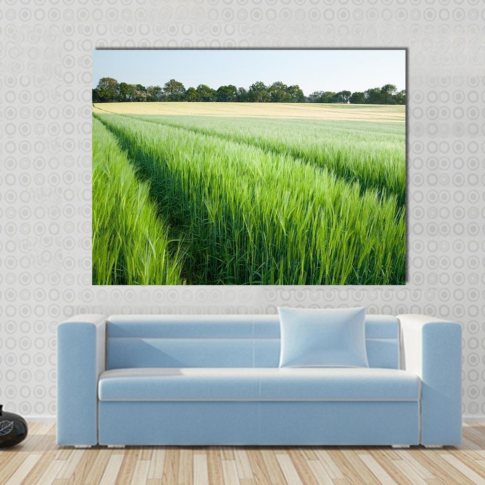 Green Wheat Field Canvas Wall Art-1 Piece-Gallery Wrap-48" x 32"-Tiaracle