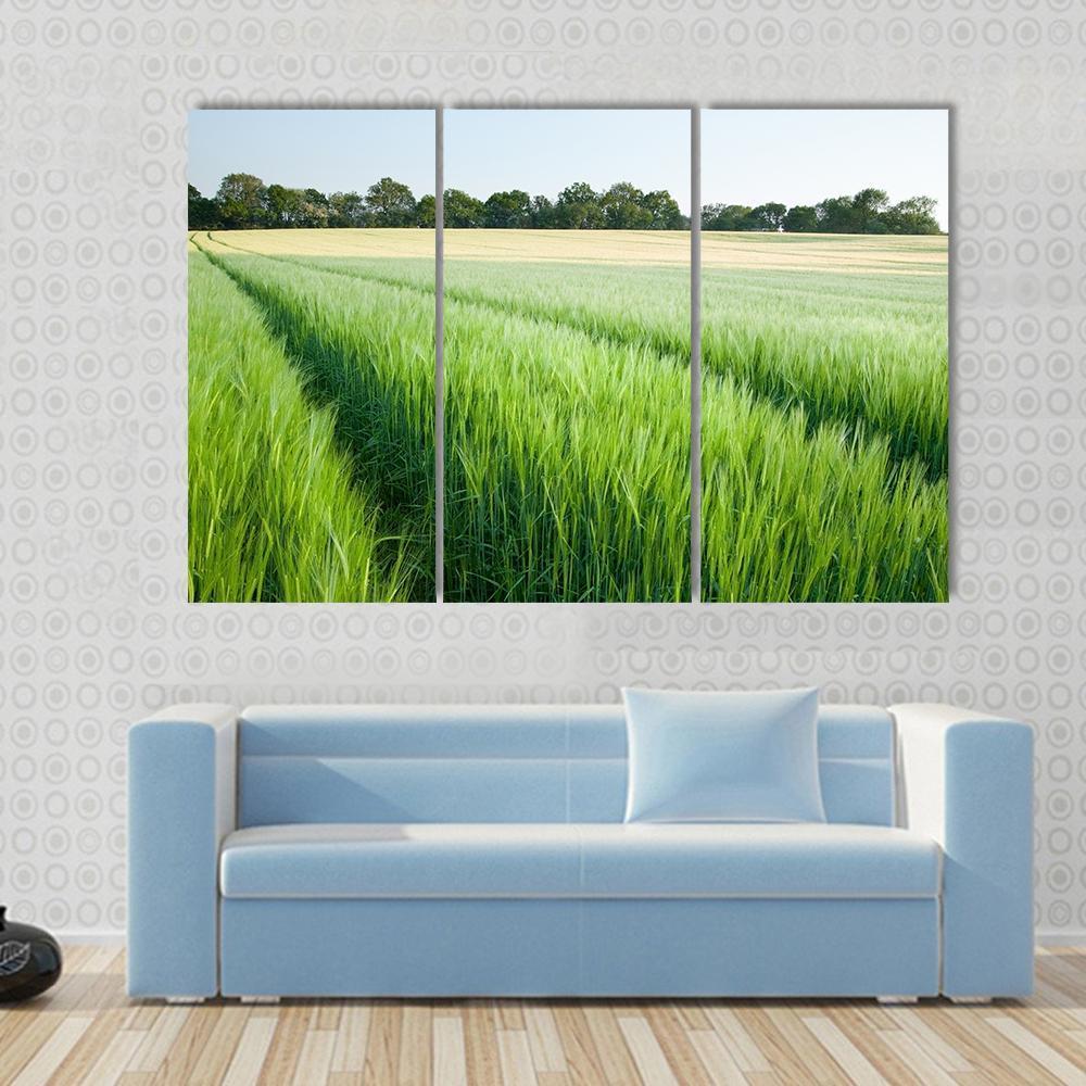 Green Wheat Field Canvas Wall Art-3 Horizontal-Gallery Wrap-37" x 24"-Tiaracle