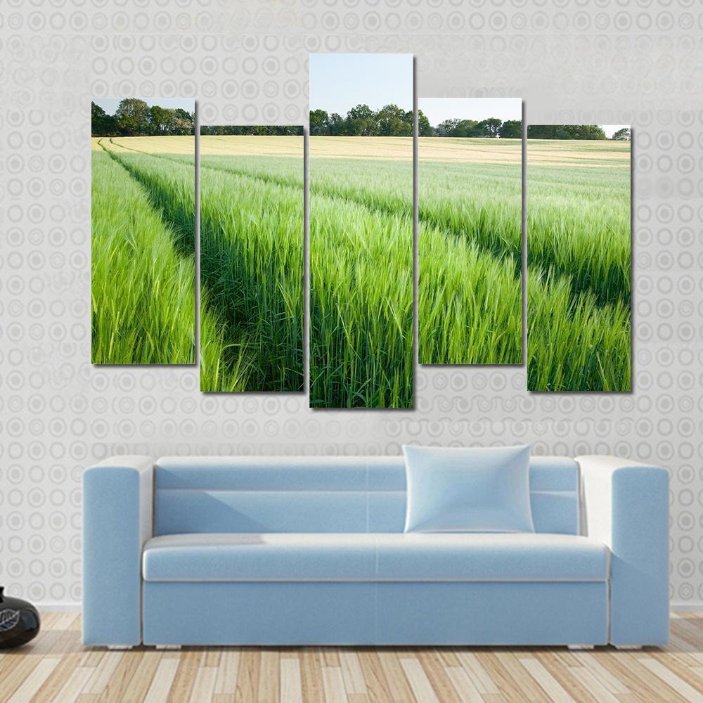 Green Wheat Field Canvas Wall Art-5 Pop-Gallery Wrap-47" x 32"-Tiaracle