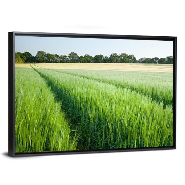 Green Wheat Field Canvas Wall Art-3 Horizontal-Gallery Wrap-25" x 16"-Tiaracle